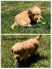 Golden Retriever Puppies - Photo 10