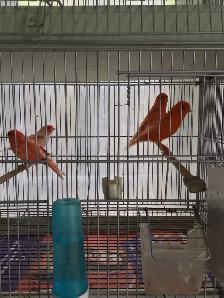 Red factors canaries