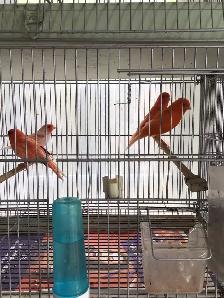Red factors canaries - Photo 2