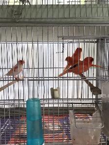 Red factors canaries - Photo 3