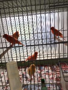 Red factors canaries - Photo 4