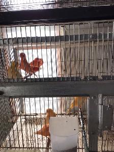 Red factors canaries - Photo 5