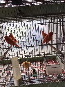 Red factors canaries - Photo 6