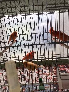 Red factors canaries - Photo 7