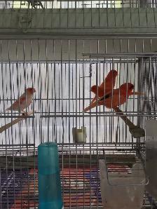 Red factors canaries - Photo 8