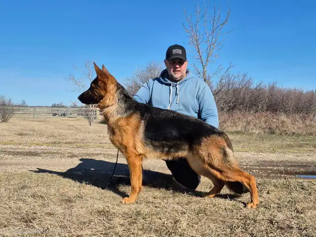 ! CKC REGISTERED GERMAN SHEPHERD PUPPIES !