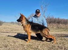 ! CKC REGISTERED GERMAN SHEPHERD PUPPIES !