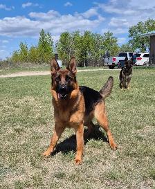 ! CKC REGISTERED GERMAN SHEPHERD PUPPIES ! - Photo 3