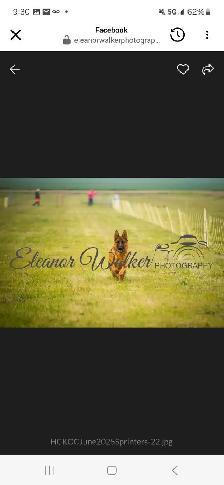 ! CKC REGISTERED GERMAN SHEPHERD PUPPIES ! - Photo 4
