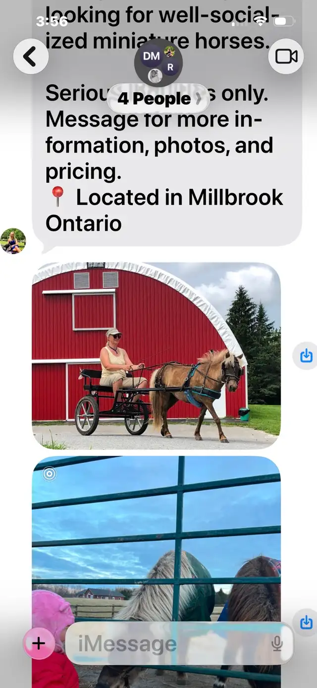 Minature Mare and gelding pair for sale.