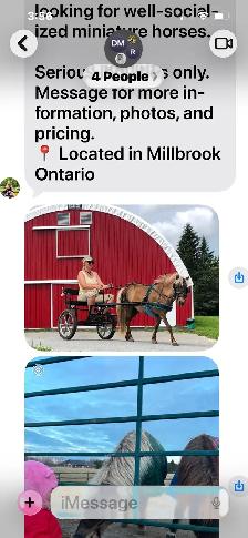 Minature Mare and gelding pair for sale.