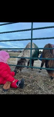 Minature Mare and gelding pair for sale. - Photo 2