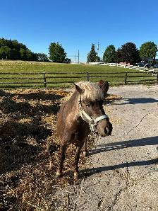 Minature Mare and gelding pair for sale. - Photo 3