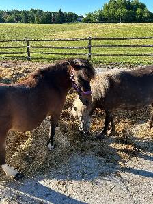Minature Mare and gelding pair for sale. - Photo 4