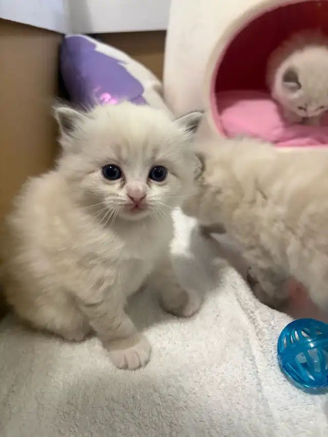 Ragdoll Kitten Oreo - Female
