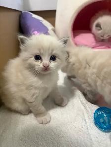 Ragdoll Kitten Oreo - Female