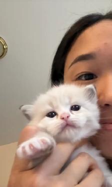 Ragdoll Kitten Oreo - Female - Photo 2