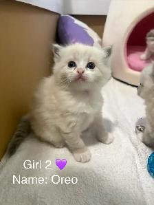 Ragdoll Kitten Oreo - Female - Photo 3