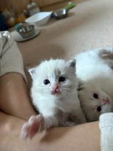 Ragdoll Kitten Oreo - Female - Photo 4