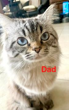 Ragdoll Kitten Oreo - Female - Photo 6