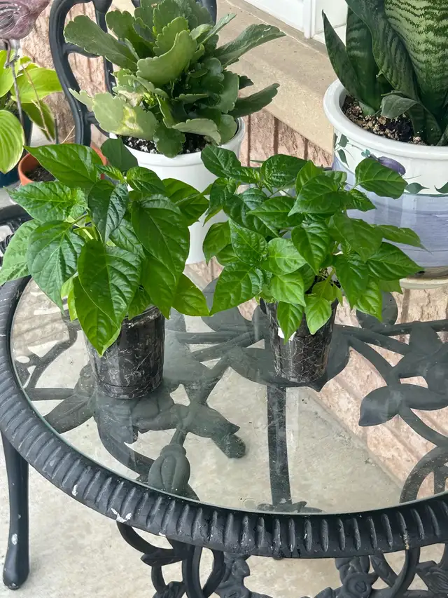 Wiri Pepper Plants