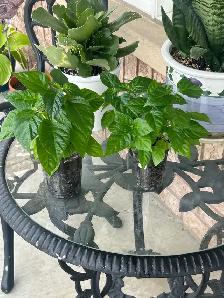Wiri Pepper Plants