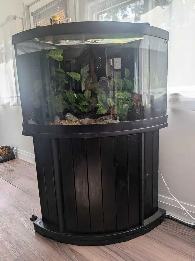 55 Gallon corner aquarium