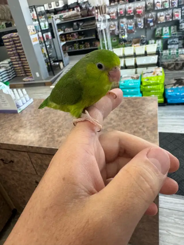 Toui Celeste nourri a la main / Handfed Pacific parrotlet