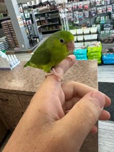 Toui Celeste nourri a la main / Handfed Pacific parrotlet