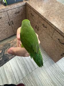 Toui Celeste nourri a la main / Handfed Pacific parrotlet - Photo 2