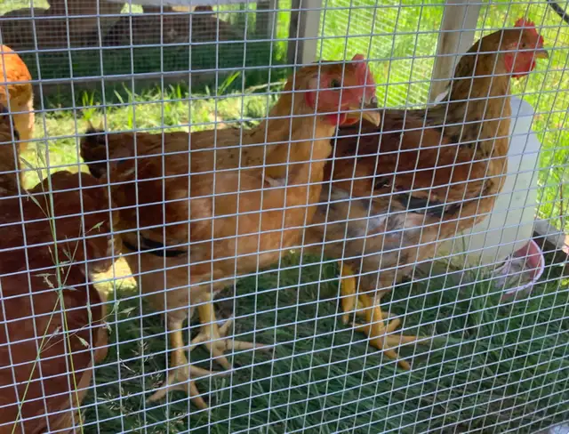 Rustic Ranger Chickens