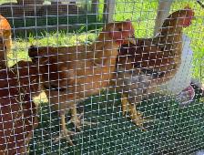 Rustic Ranger Chickens