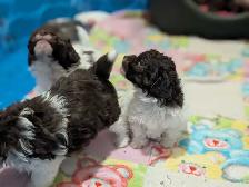 Wiener Doodle Puppies - Photo 2