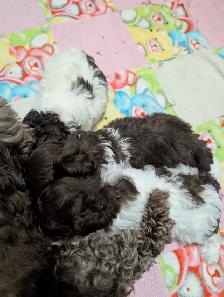 Wiener Doodle Puppies - Photo 3