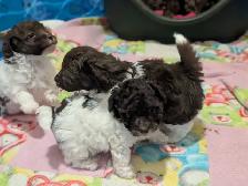 Wiener Doodle Puppies - Photo 4