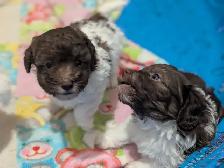 Wiener Doodle Puppies - Photo 5