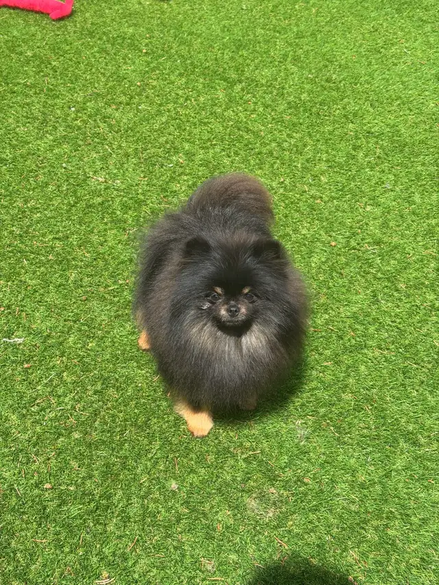 Pomeranian