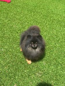 Pomeranian