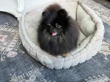 Pomeranian - Photo 2