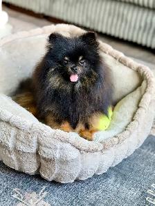Pomeranian - Photo 3