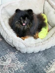 Pomeranian - Photo 4