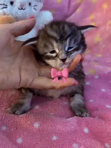 MAINE COON FEMELLES (TICA)