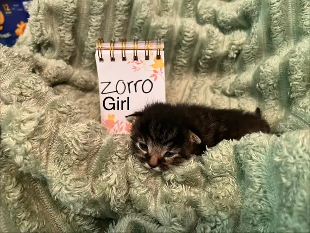 Kittens for rehoming
