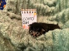 Kittens for rehoming