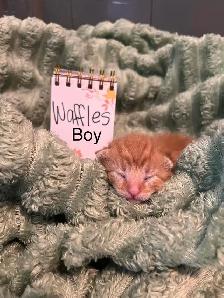 Kittens for rehoming - Photo 2