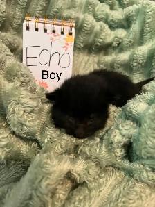 Kittens for rehoming - Photo 3