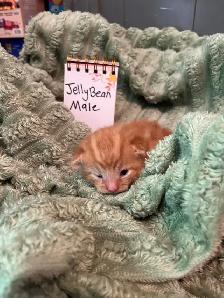 Kittens for rehoming - Photo 4