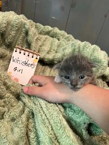 Kittens for rehoming - Photo 5