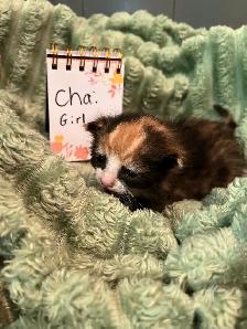 Kittens for rehoming - Photo 6