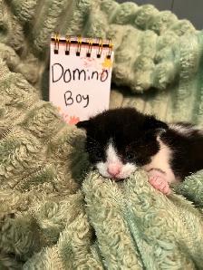 Kittens for rehoming - Photo 7